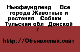 Ньюфаундленд  - Все города Животные и растения » Собаки   . Тульская обл.,Донской г.